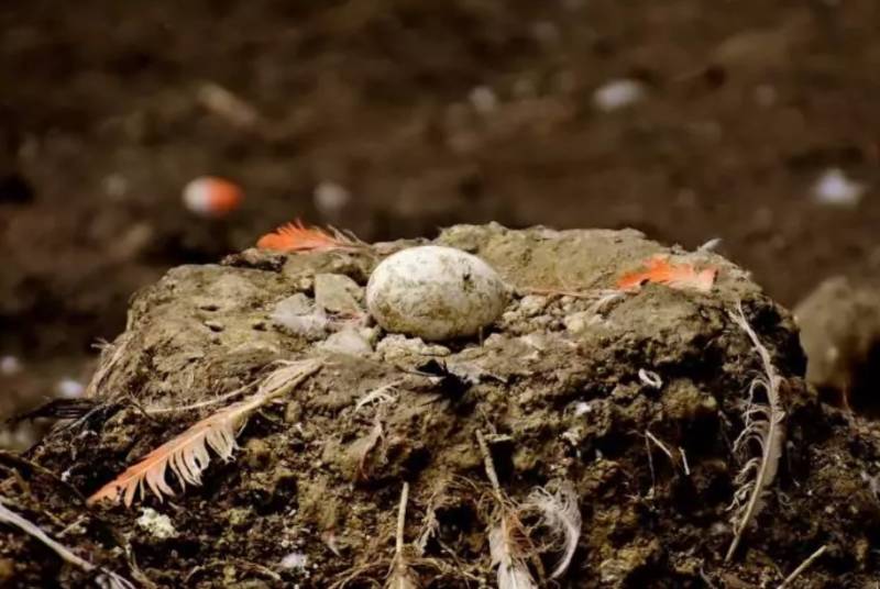 Фламинго - интересные факты, описание, летают или нет, птица и Красная книга