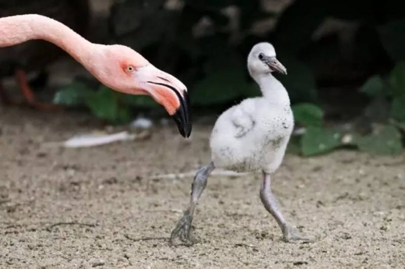 Фламинго - интересные факты, описание, летают или нет, птица и Красная книга