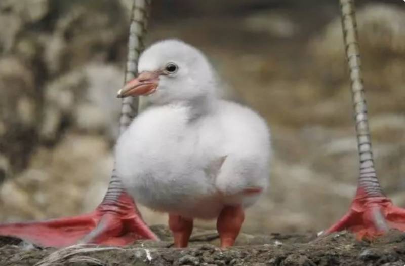 Фламинго - интересные факты, описание, летают или нет, птица и Красная книга