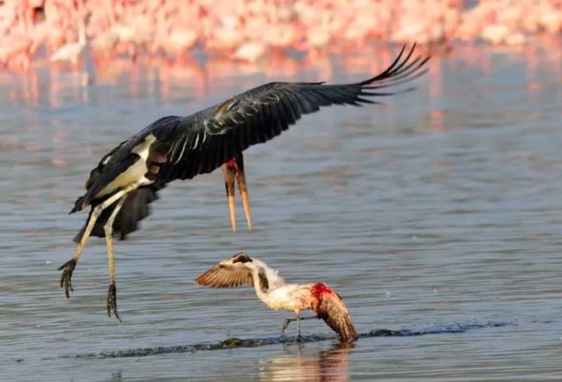 Фламинго - интересные факты, описание, летают или нет, птица и Красная книга