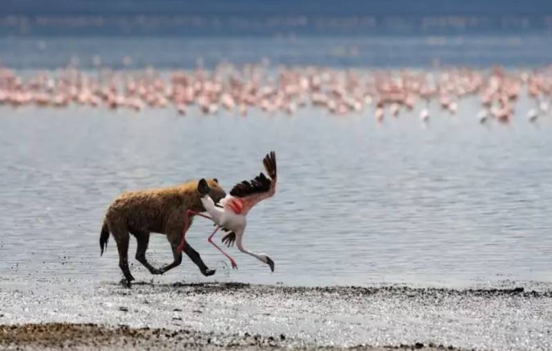 Фламинго - интересные факты, описание, летают или нет, птица и Красная книга
