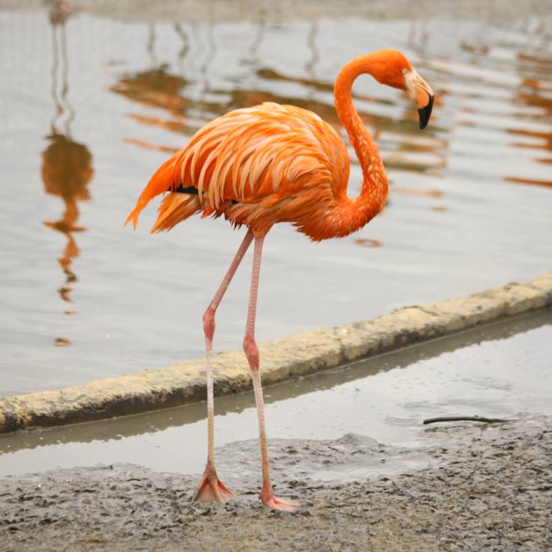 Фламинго - интересные факты, описание, летают или нет, птица и Красная книга