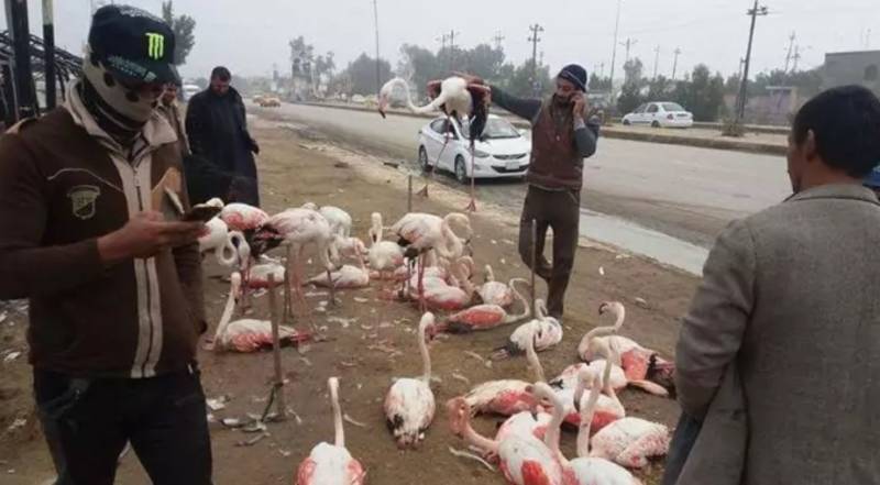 Фламинго - интересные факты, описание, летают или нет, птица и Красная книга