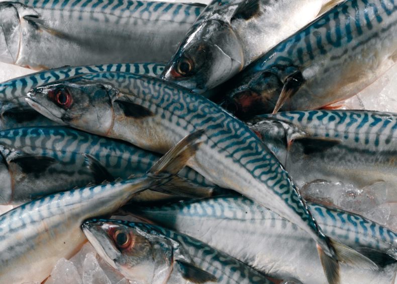 Скумбрия: описание внешнего вида рыбы, где водится, морская или речная