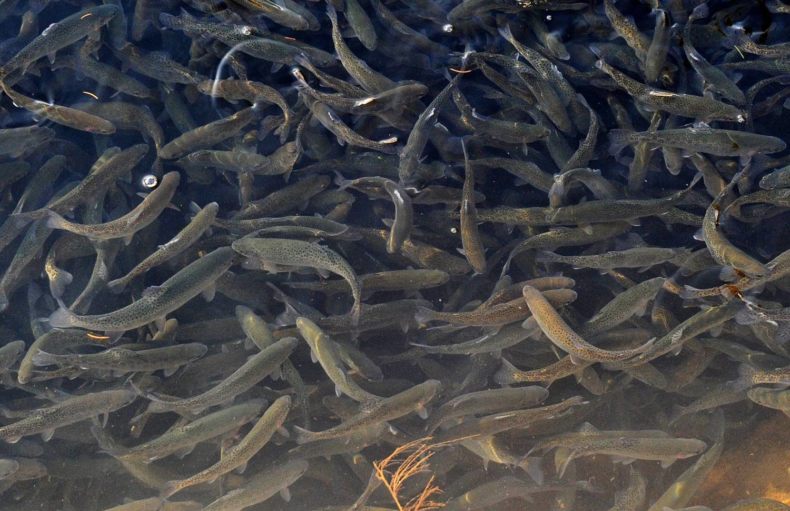 Скумбрия: описание внешнего вида рыбы, где водится, морская или речная