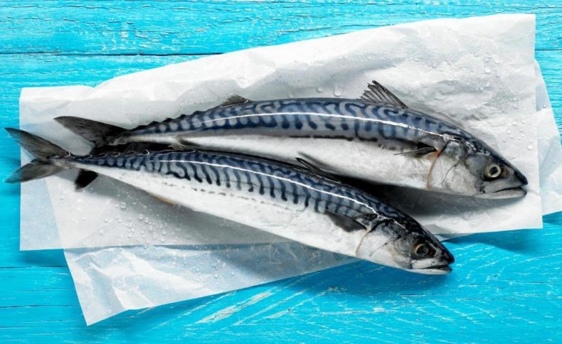 Скумбрия: описание внешнего вида рыбы, где водится, морская или речная