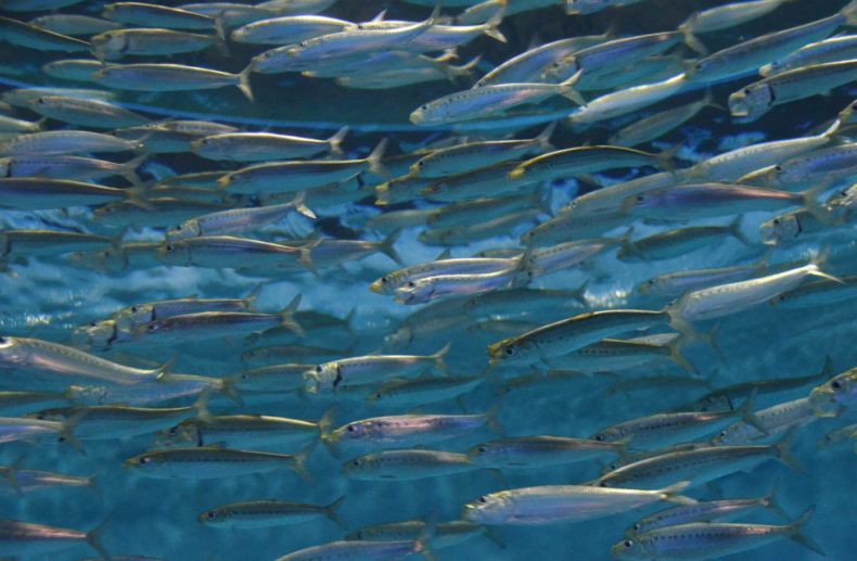 Скумбрия: описание внешнего вида рыбы, где водится, морская или речная