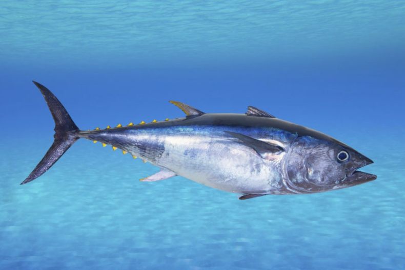 Скумбрия: описание внешнего вида рыбы, где водится, морская или речная