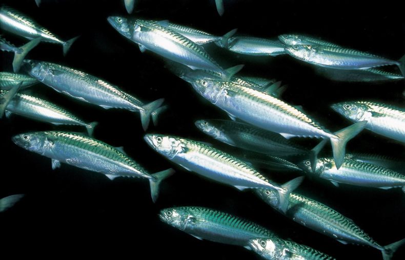 Скумбрия: описание внешнего вида рыбы, где водится, морская или речная