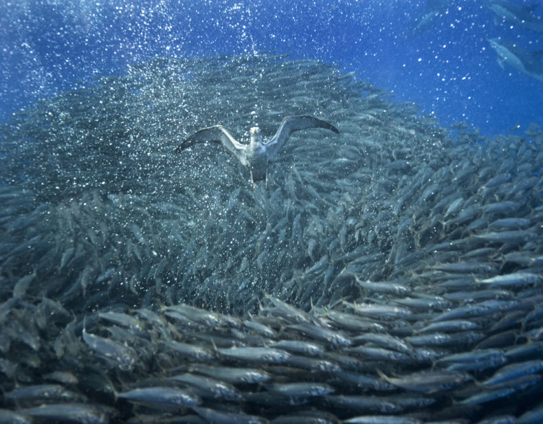 Скумбрия: описание внешнего вида рыбы, где водится, морская или речная
