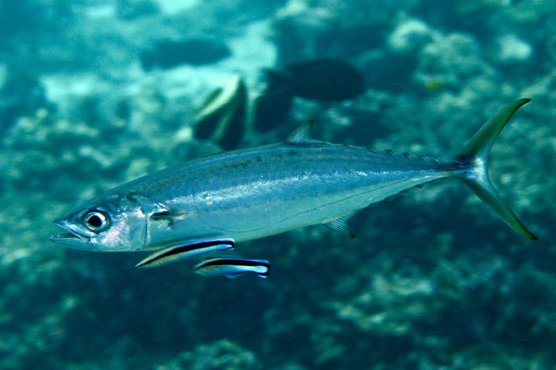 Скумбрия: описание внешнего вида рыбы, где водится, морская или речная