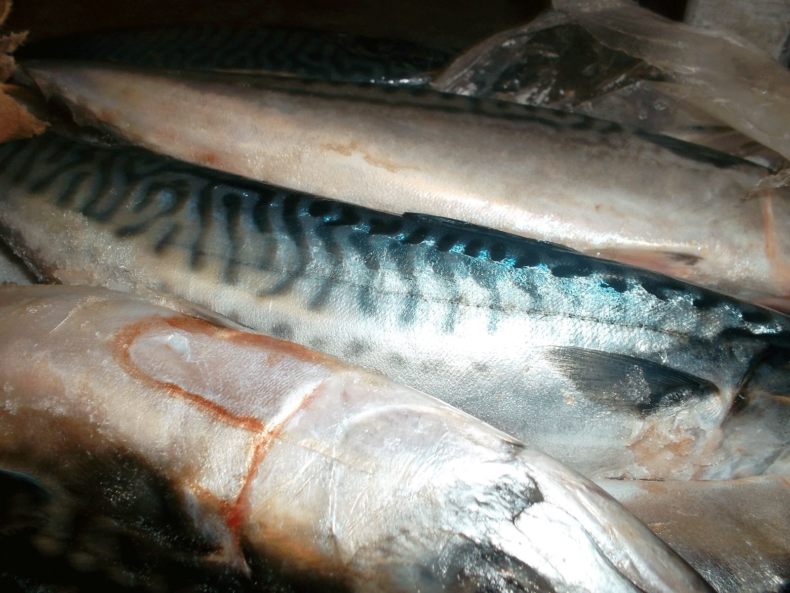 Скумбрия: описание внешнего вида рыбы, где водится, морская или речная