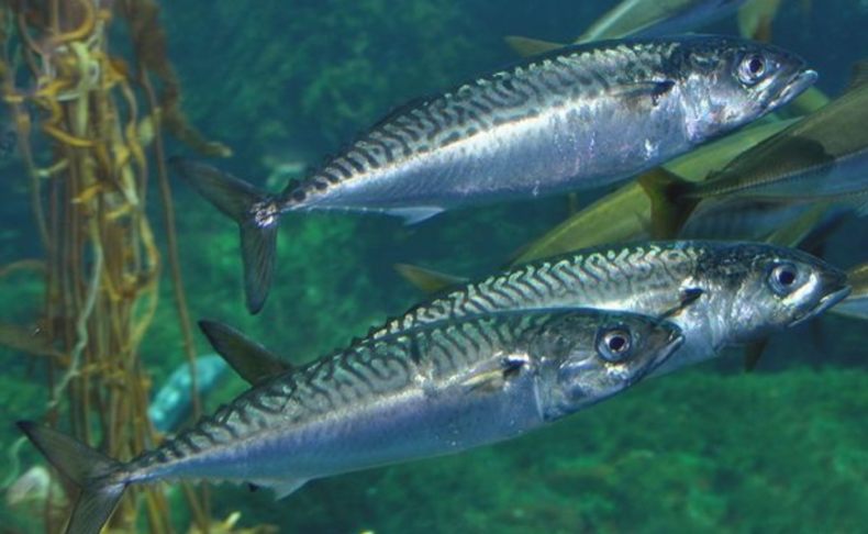 Скумбрия: описание внешнего вида рыбы, где водится, морская или речная