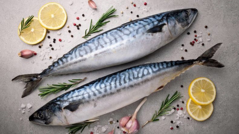 Скумбрия: описание внешнего вида рыбы, где водится, морская или речная