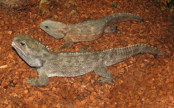 Гаттерия – фото, описание, ареал, питание, размножение, враги