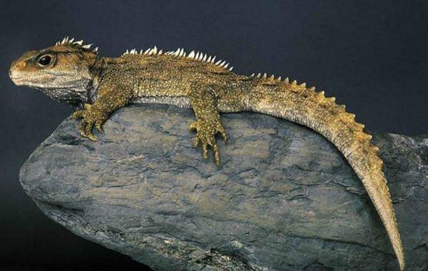 Гаттерия – фото, описание, ареал, питание, размножение, враги