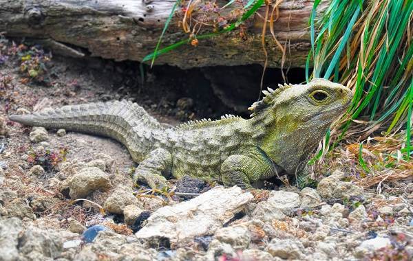 Гаттерия – фото, описание, ареал, питание, размножение, враги