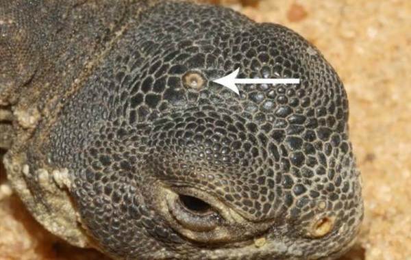 Гаттерия – фото, описание, ареал, питание, размножение, враги