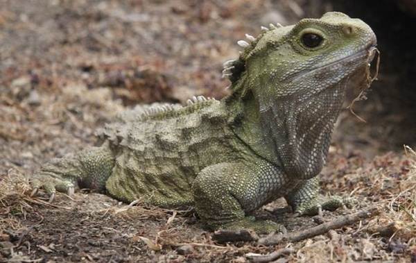 Гаттерия – фото, описание, ареал, питание, размножение, враги