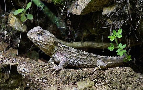 Гаттерия – фото, описание, ареал, питание, размножение, враги