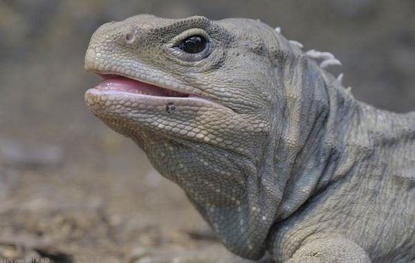 Гаттерия – фото, описание, ареал, питание, размножение, враги