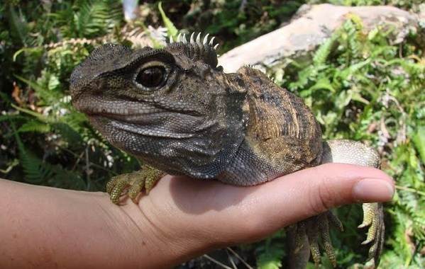 Гаттерия – фото, описание, ареал, питание, размножение, враги