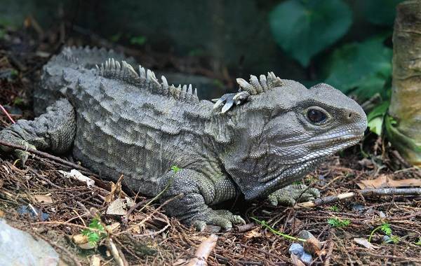 Гаттерия – фото, описание, ареал, питание, размножение, враги