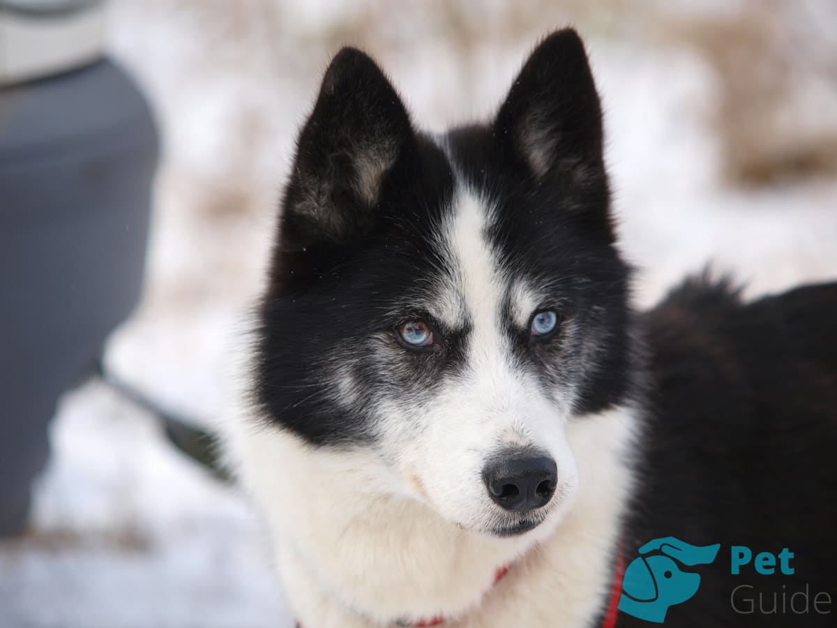 Глаза якутской лайки Глаза якутской лайки
