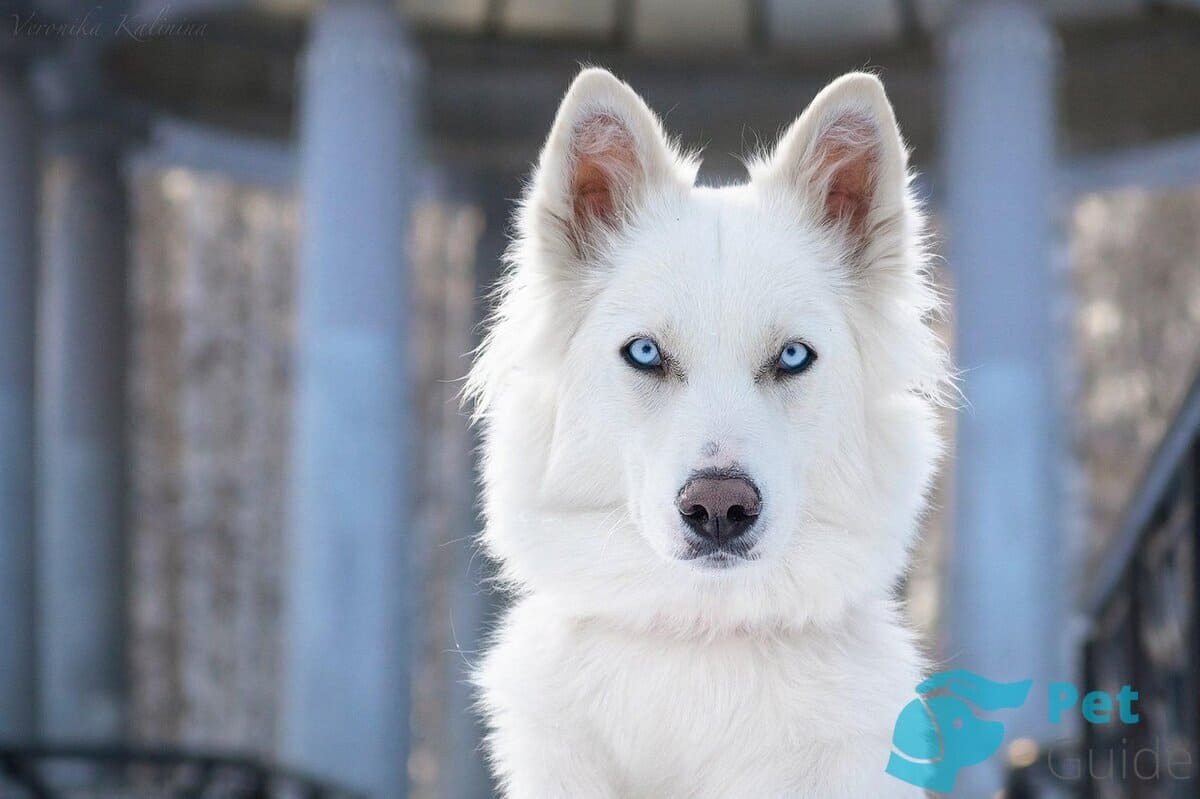 Голова якутской лайки Голова якутской лайки