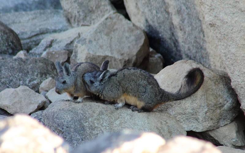 Вискаши у нор Вискаши у нор