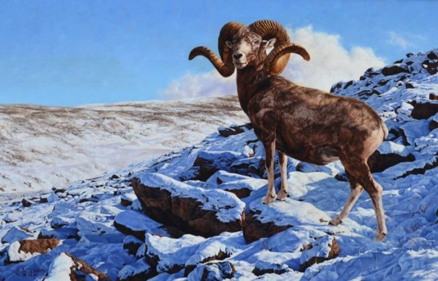 Горный баран – фото, описание, ареал, питание, размножение, враги