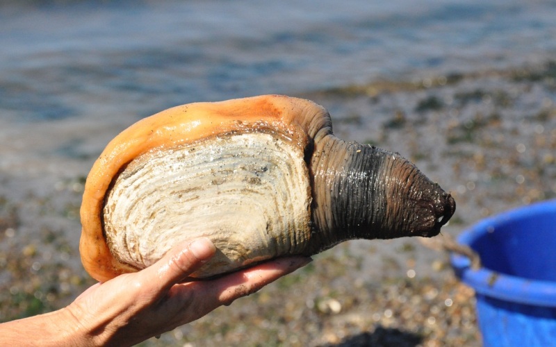 Моллюск Гуидак в руке Моллюск Гуидак в руке