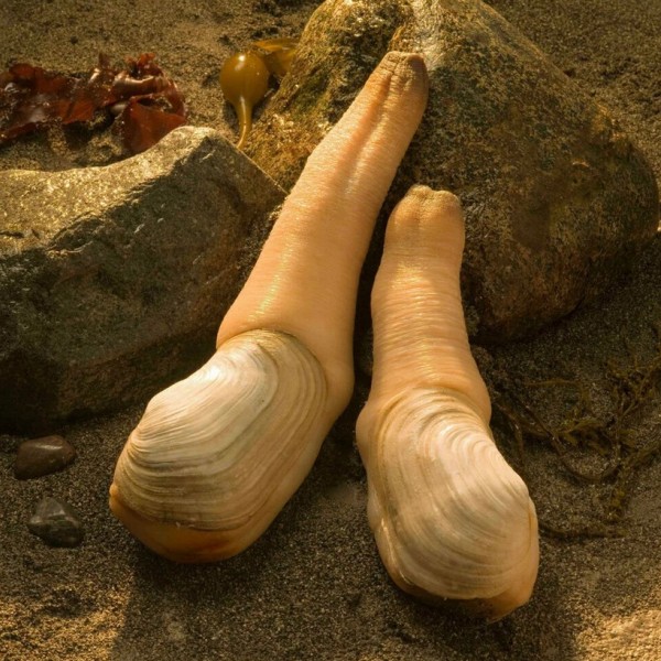 Большая и малая направляющая крыша Большая и малая направляющая крыша