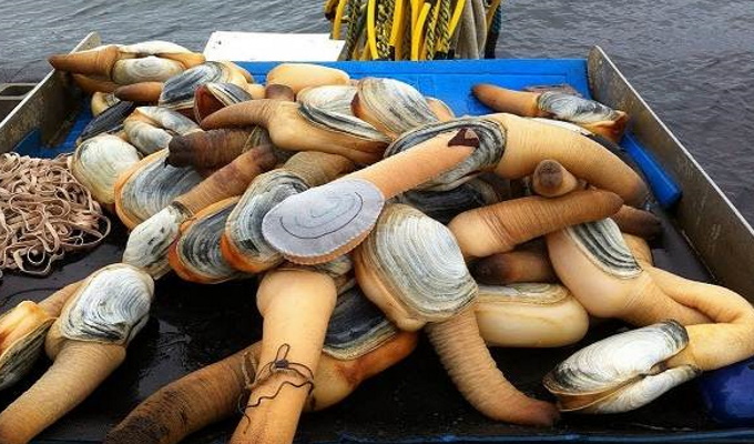 Выловленные моллюски Выловленные моллюски