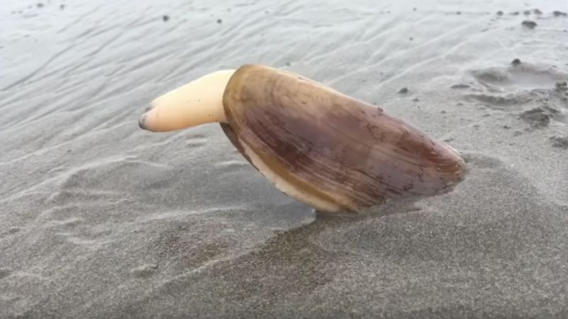 В песке В песке