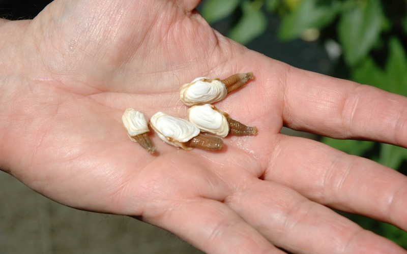 Маленькие гидуки Маленькие гидуки