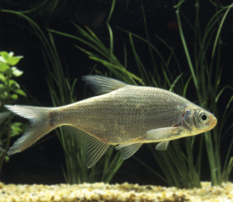 Густера: образ жизни, описание, где водится, питание, нерест, ловля