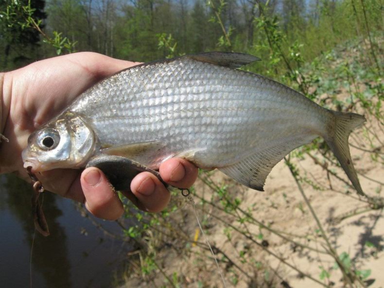 Густера: образ жизни, описание, где водится, питание, нерест, ловля