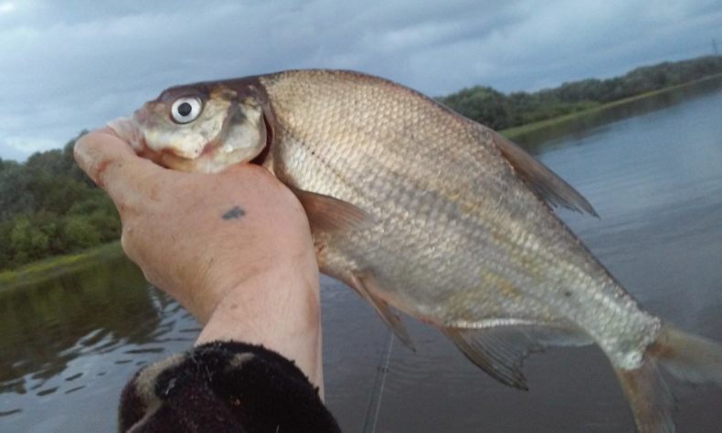 Густера: образ жизни, описание, где водится, питание, нерест, ловля