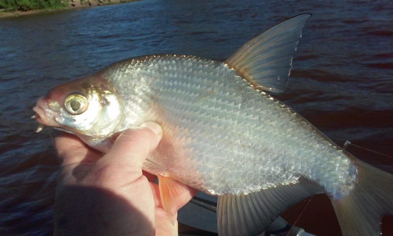 Густера: образ жизни, описание, где водится, питание, нерест, ловля