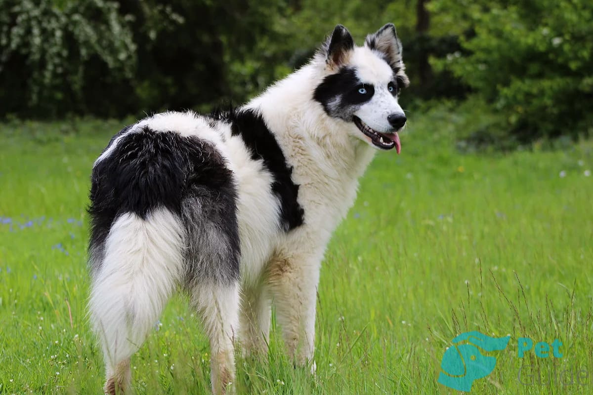 Хвост якутской лайки Хвост якутской лайки