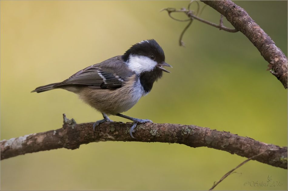 Где живет птичка Московка, так похожая на Воробья, но синица, как размножается и питается
