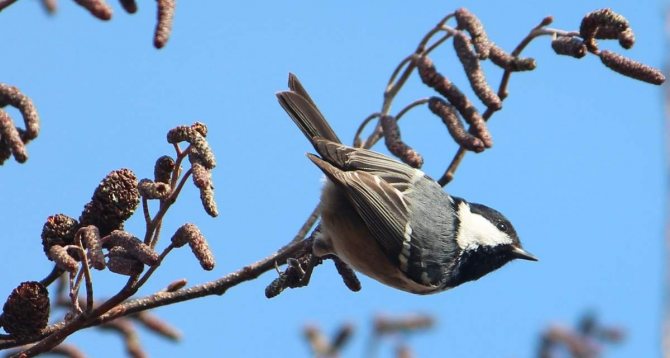 Где живет птичка Московка, так похожая на Воробья, но синица, как размножается и питается
