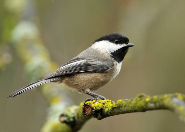 Где живет птичка Московка, так похожая на Воробья, но синица, как размножается и питается