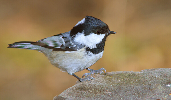 Где живет птичка Московка, так похожая на Воробья, но синица, как размножается и питается