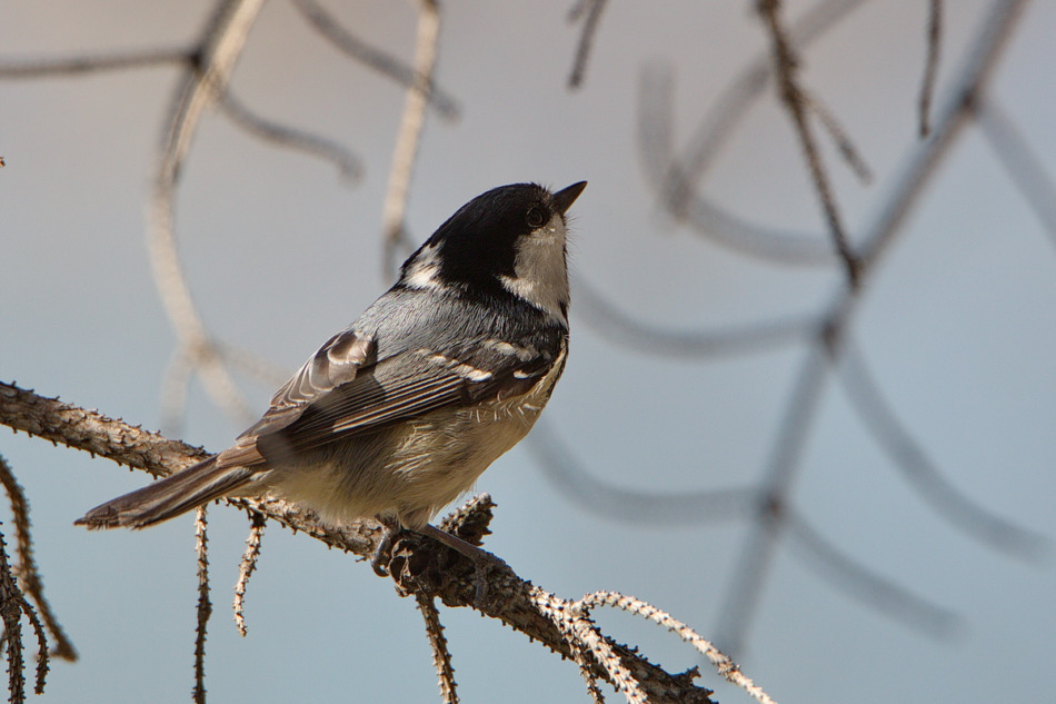 Где живет птичка Московка, так похожая на Воробья, но синица, как размножается и питается