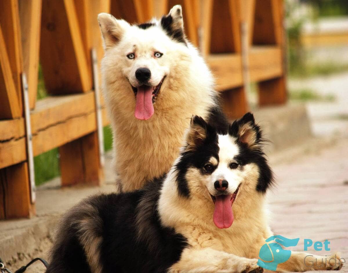 Интересные факты якутской лайки Интересные факты якутской лайки