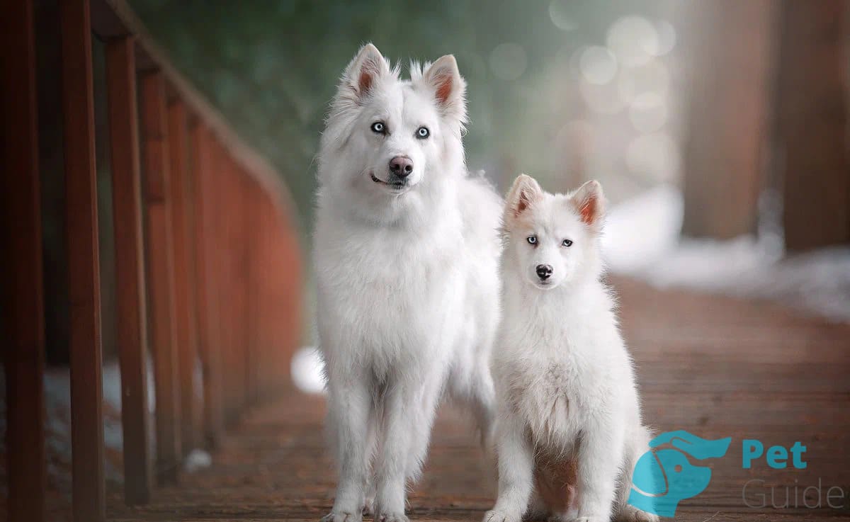 Как выбрать щенка якутской лайки? Как выбрать щенка якутской лайки?