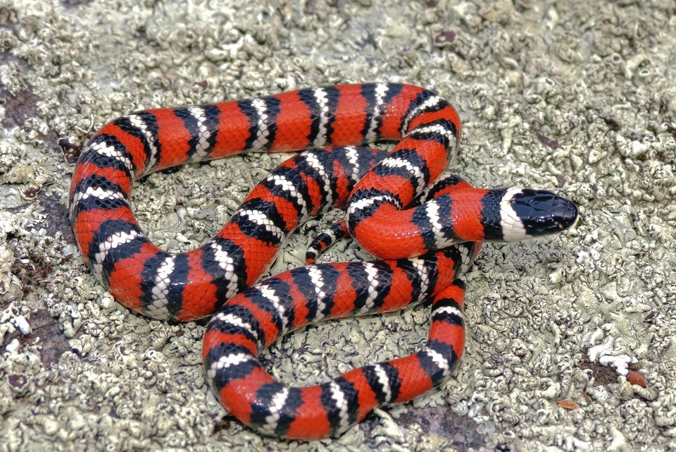 Калифорнийская королевская змея