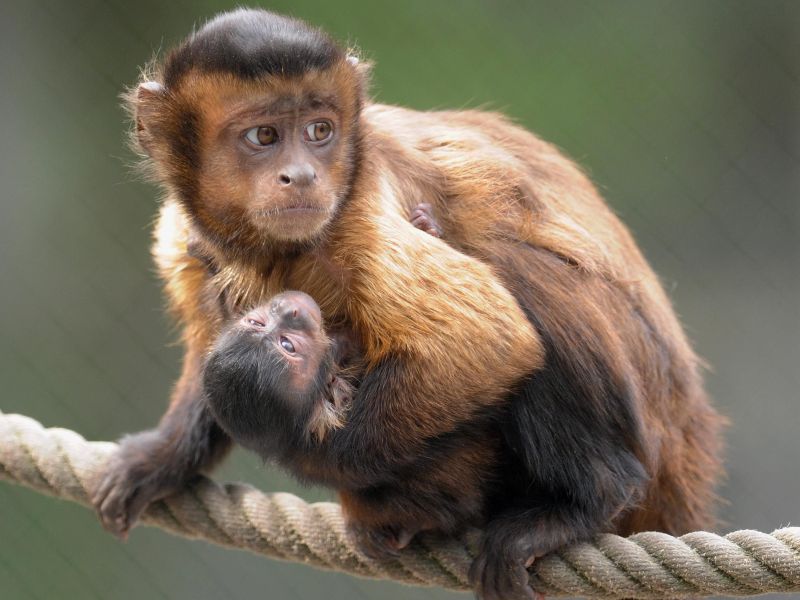 С детенышем С детенышем